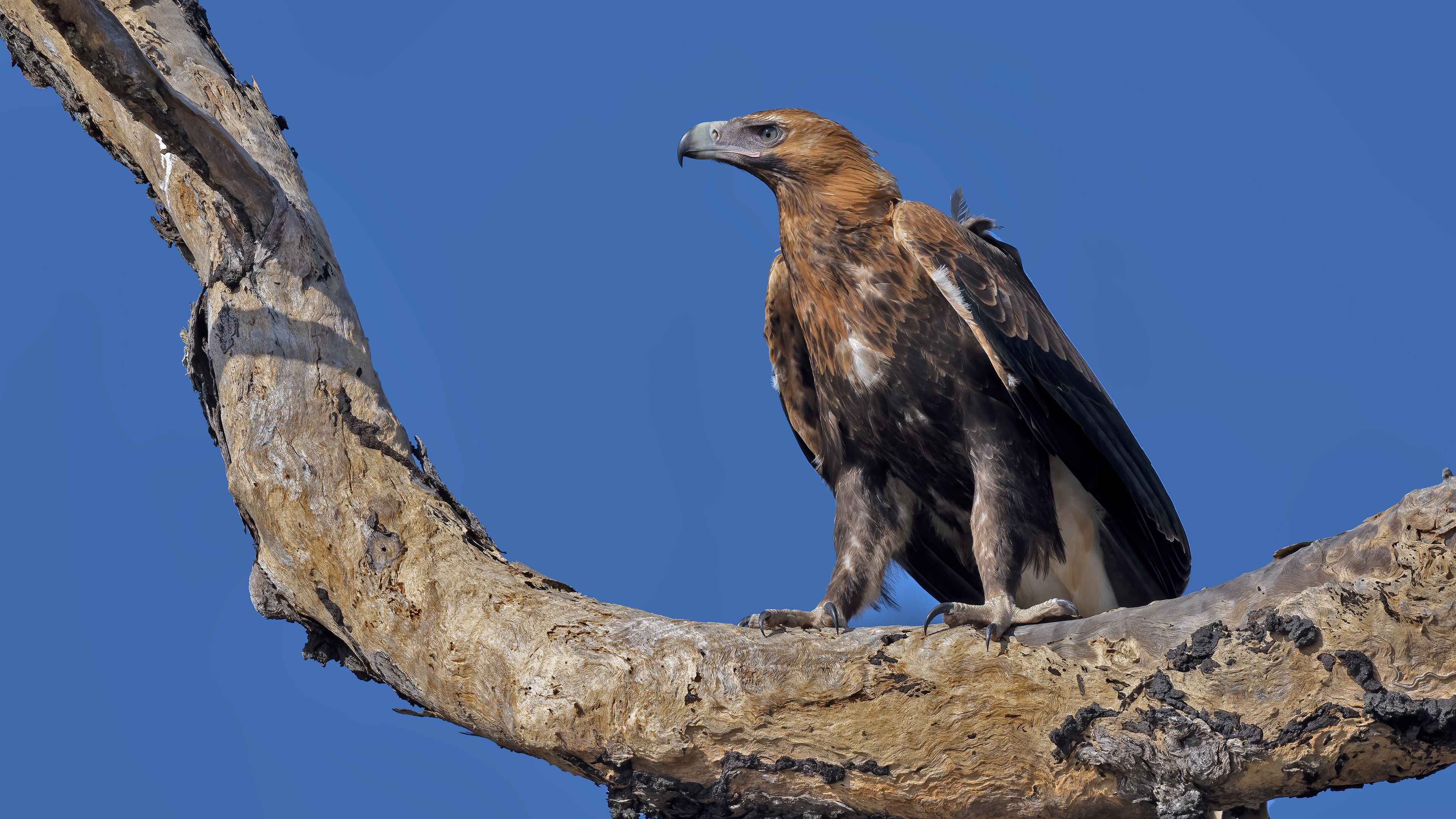 Wedge-tailed Eagle